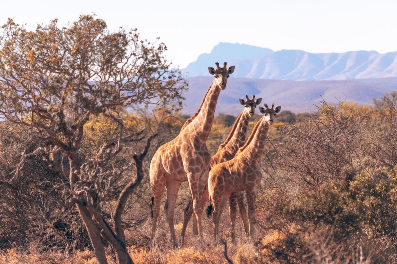 Вилла Africamps Klein Karoo Оудсхорн Экстерьер фото