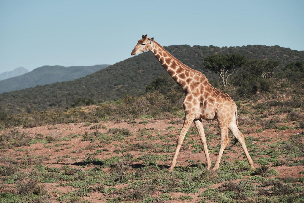 Вилла Africamps Klein Karoo Оудсхорн Экстерьер фото